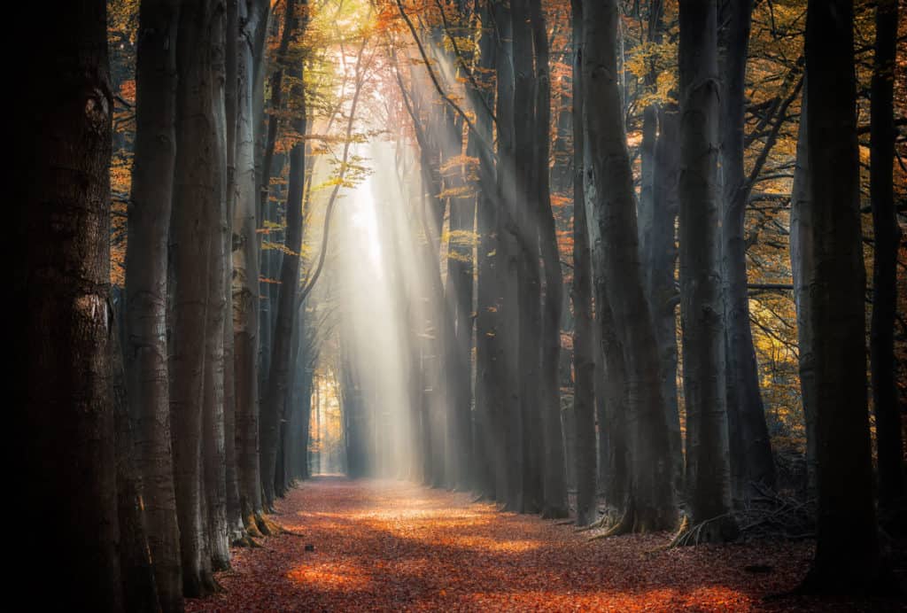 autumn path with intense light rays