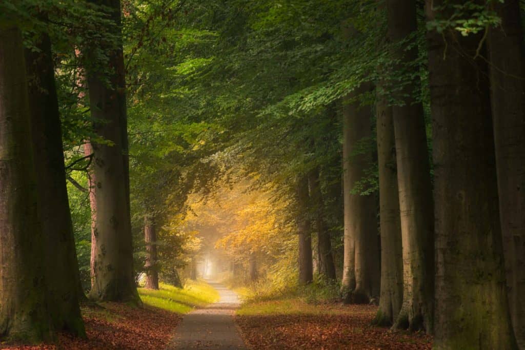 Towards autumn forest photography