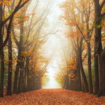 Mystery path in autumn