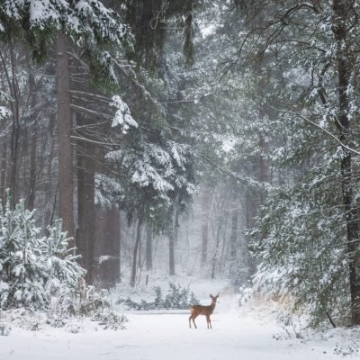 Deer in the winter forest