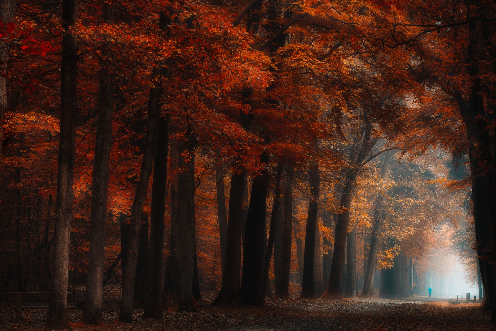 Autumn Tree Gallery