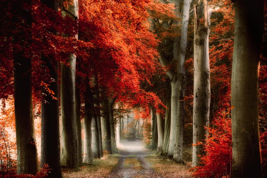 Forest in red